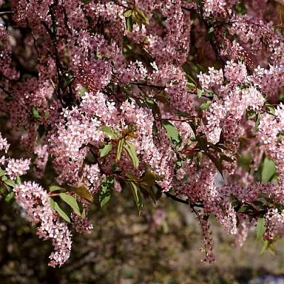 Черемуха в Краснодаре