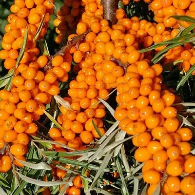 Облепиха ЕЛИЗАВЕТА в Краснодаре