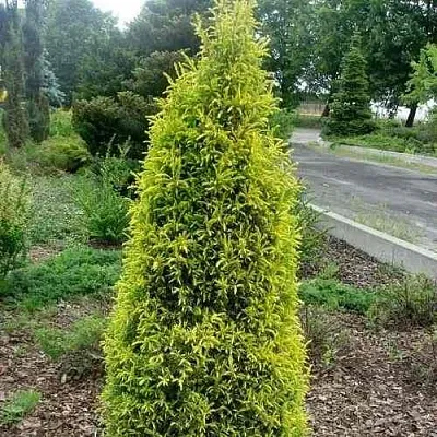 Можжевельник ГОЛД КОН обыкновенный  Можжевельник ГОЛД КОН обыкновенный в Краснодаре