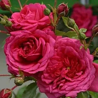 Саженцы роз ЛАГУНА плетистая  Саженцы роз ЛАГУНА плетистая в Краснодаре