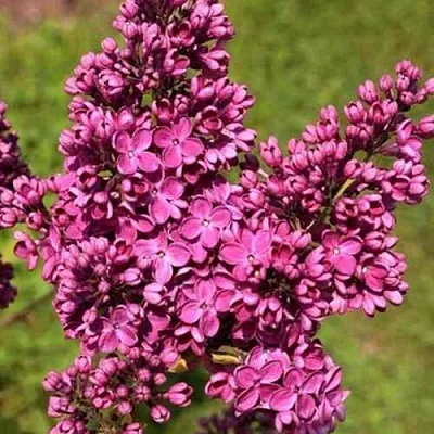 Сирень ЗНАМЯ ЛЕНИНА  Сирень ЗНАМЯ ЛЕНИНА в Краснодаре