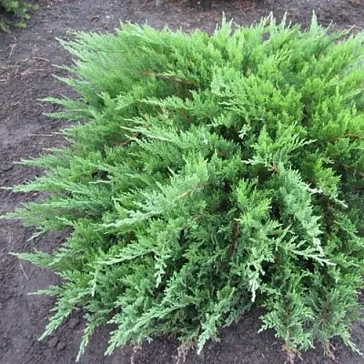 Можжевельник ТАМАРИСЦИФОЛИЯ казацкий  Можжевельник ТАМАРИСЦИФОЛИЯ казацкий в Краснодаре