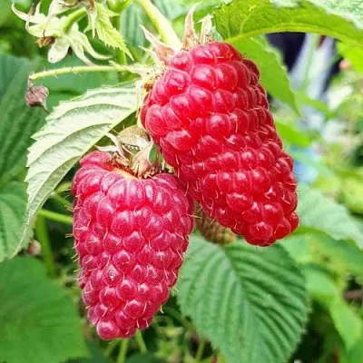 Малина ПШЕХИБА  Малина ПШЕХИБА в Краснодаре