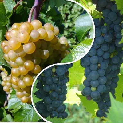 Комплект ИНЬ-ЯНЬ в Краснодаре