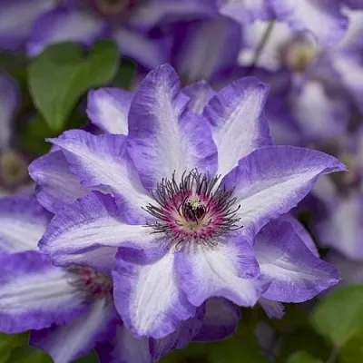 Клематис МОНИНГ СКАЙ  Клематис МОНИНГ СКАЙ в Краснодаре