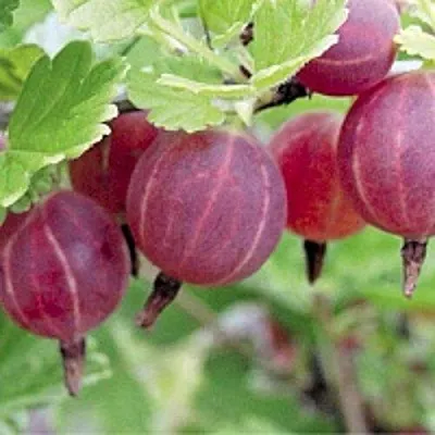 Крыжовник РАВОЛТ в Краснодаре