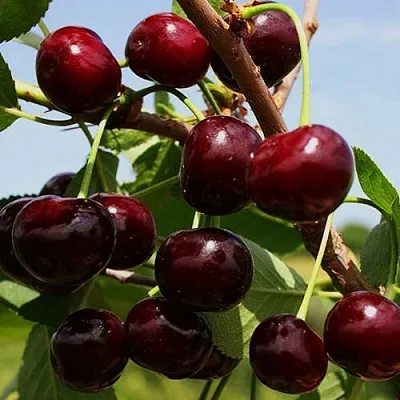 Вишня РОВЕСНИЦА  Вишня РОВЕСНИЦА в Краснодаре