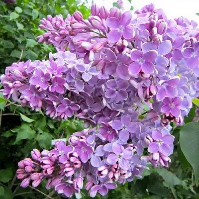 Сирень ОЛЯ  Сирень ОЛЯ в Краснодаре