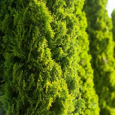 Туя  Туя в Краснодаре