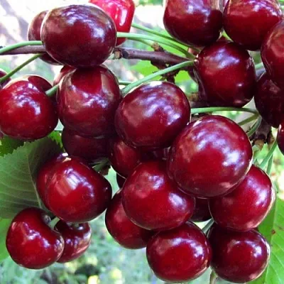 Вишня ЖУКОВСКАЯ  Вишня ЖУКОВСКАЯ в Краснодаре