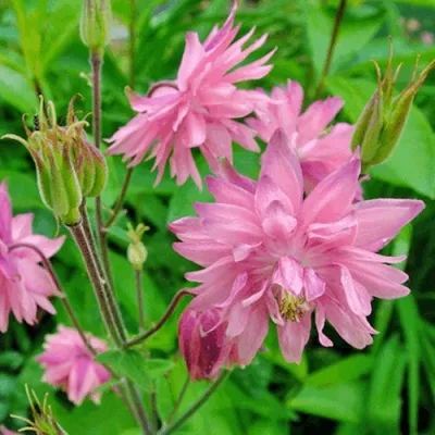 Аквилегия БАРЛОУ ПИНК гибрид МакКаны — описание сорта Аквилегия БАРЛОУ ПИНК гибрид МакКаны в Краснодаре