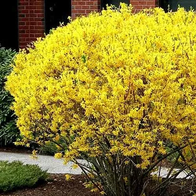 Форзиция ЛИНВУД  Форзиция ЛИНВУД в Краснодаре