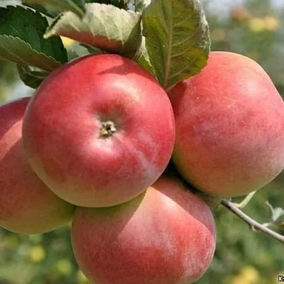 Яблоня ВЭМ-РОЗОВЫЙ  Яблоня ВЭМ-РОЗОВЫЙ в Краснодаре