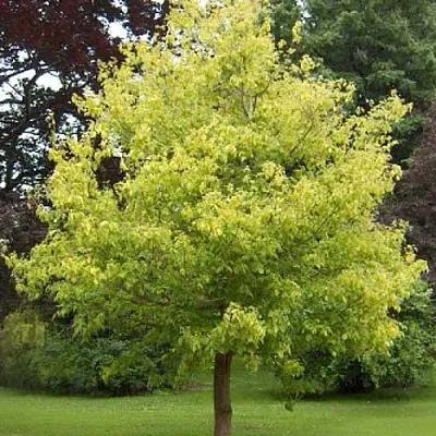 Клен ясенелистный  Клен ясенелистный в Краснодаре