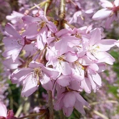 Сакура ПЕНДУЛА РУБРА  Сакура ПЕНДУЛА РУБРА в Краснодаре