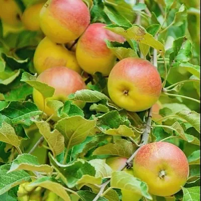 Яблоня ПАМЯТЬ БЛЫНСКОГО колонновидная  Яблоня ПАМЯТЬ БЛЫНСКОГО колонновидная в Краснодаре