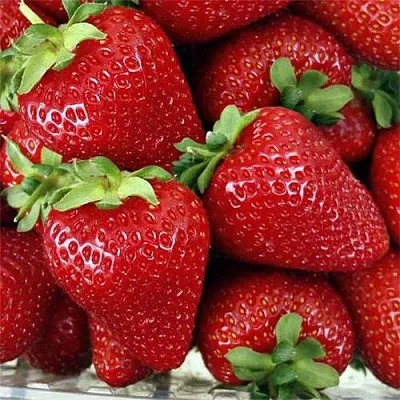 Клубника СКАЛА  Клубника СКАЛА в Краснодаре