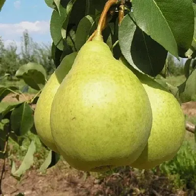 Груша МЕДОВАЯ колонновидная  Груша Медовая Колонновидная в Краснодаре