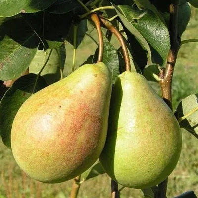 Груша ДУХМЯНАЯ в Краснодаре