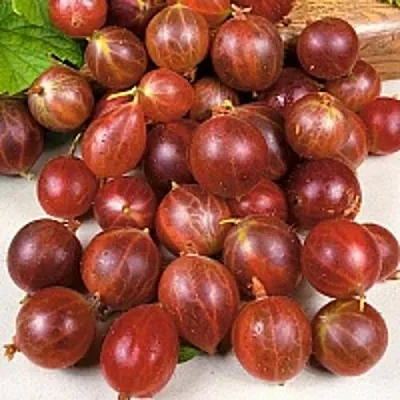 Крыжовник ОЛАВИ (ХИННОНМАЕН ПУНАЙНЕН) в Краснодаре