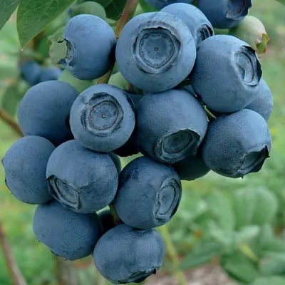 Голубика РУБЕЛ  Голубика РУБЕЛ в Краснодаре