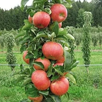 Яблоня ЯНТАРНОЕ ОЖЕРЕЛЬЕ колонновидная  Яблоня ЯНТАРНОЕ ОЖЕРЕЛЬЕ колонновидная в Краснодаре