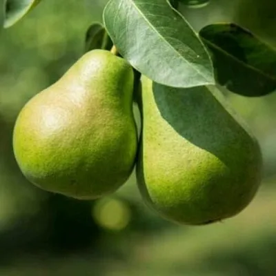 Груша Г-1 колонновидная  Груша Г-1 колонновидная в Краснодаре