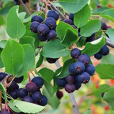 Ирга THIESSEN  Ирга THIESSEN в Краснодаре