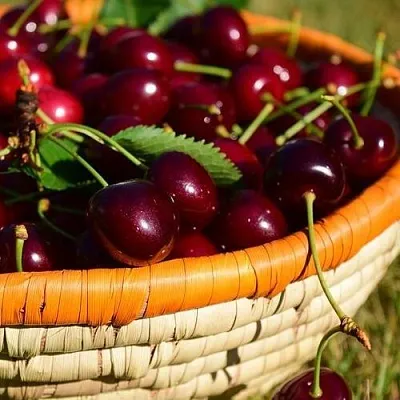 Вишня НЕСВИЖСКАЯ  Вишня НЕСВИЖСКАЯ в Краснодаре