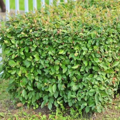 Кизильник блестящий в Краснодаре