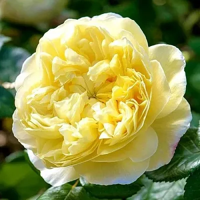 Саженцы роз ЧАРЛЬЗ ДАРВИН английская  Саженцы роз ЧАРЛЬЗ ДАРВИН английская в Краснодаре