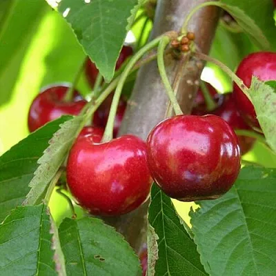 Черешня 15-26-5 в Краснодаре