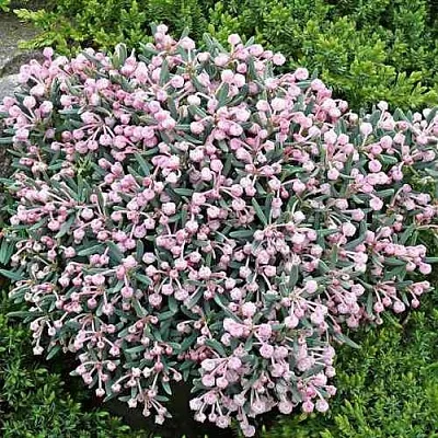 Андромеда БЛЮ АЙС многолистная  Андромеда БЛЮ АЙС многолистная в Краснодаре