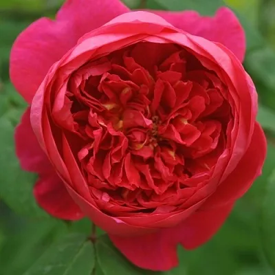 Саженцы роз БЕНДЖАМИН БРИТТЕН шраб  Саженцы роз БЕНДЖАМИН БРИТТЕН шраб в Краснодаре