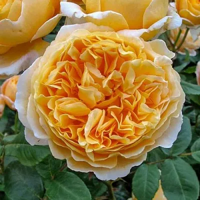 Саженцы роз БЕАТРИС английская  Саженцы роз БЕАТРИС английская в Краснодаре