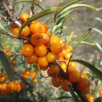 Облепиха СУДАРУШКА в Краснодаре