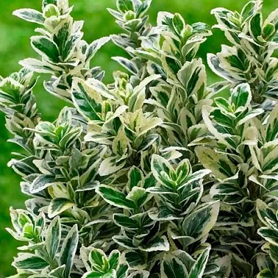 Бересклет в Краснодаре