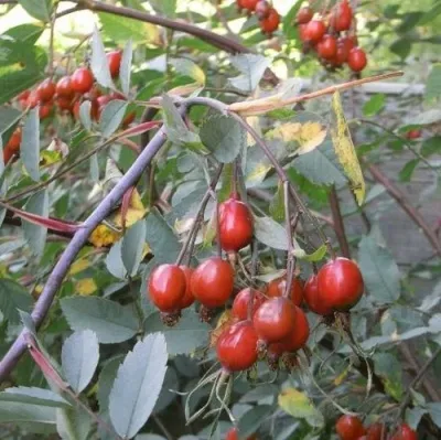 Саженцы роз сизая — описание сорта Саженцы роз сизая в Краснодаре