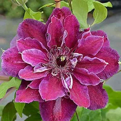 Клематис МАЙ БЬЮТИ  Клематис МАЙ БЬЮТИ в Краснодаре