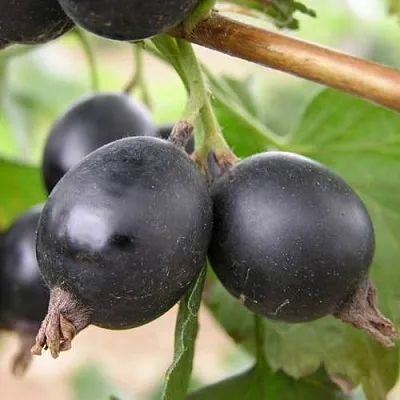 ЙОШТА  ЙОШТА в Краснодаре