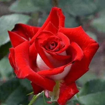 Саженцы роз АЛЬЯНС чайно-гибридная в Краснодаре