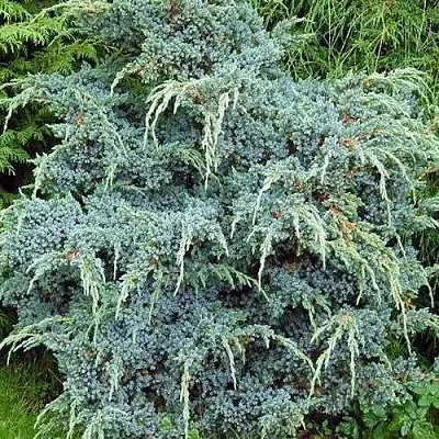 Можжевельник БЛЮ АЛЬПС китайский  Можжевельник БЛЮ АЛЬПС китайский в Краснодаре