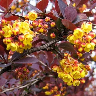 Барбарис СУПЕРБА оттавский   Барбарис СУПЕРБА оттавский  в Краснодаре