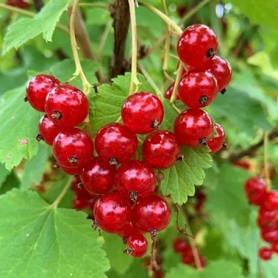 Смородина красная МААРСЕС ПРОМИНЕНТ  Смородина красная МААРСЕС ПРОМИНЕНТ в Краснодаре