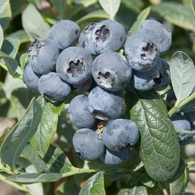 Голубика БРИГИТТА  Голубика БРИГИТТА в Краснодаре