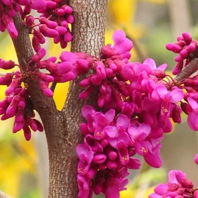 Церцис в Краснодаре