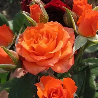 Саженцы роз АЛЕГРИЯ спрей  Саженцы роз АЛЕГРИЯ спрей в Краснодаре