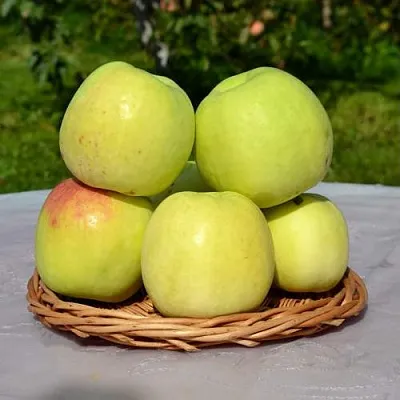 Яблоня БИРСКОЕ ГРУШЕВОЕ (БИЧИК)  Яблоня БИРСКОЕ ГРУШЕВОЕ (БИЧИК) в Краснодаре