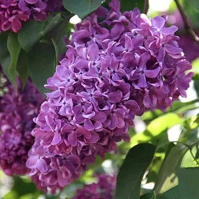 Сирень КАПИТАН ГАСТЕЛЛО  Сирень КАПИТАН ГАСТЕЛЛО в Краснодаре