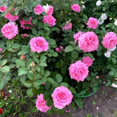 Саженцы роз ЭШЛИ чайно-гибридная — описание сорта Саженцы роз ЭШЛИ чайно-гибридная в Краснодаре